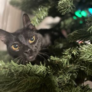 Meet your Posher, Kalene